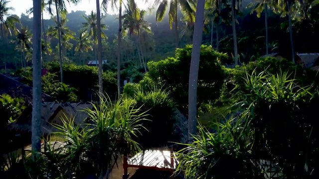 Sunrise through the palm trees as the camera booms up from ground to the palm trees showing a backpacker village on Koh Tonsay, Rabbit Island, Cambodia.