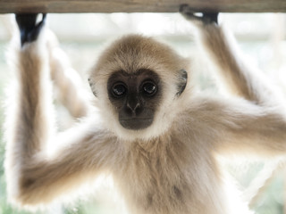 A baby lar gibbon ape, Hylobates lar, has rose his hands and is looking at camera. A young monkey has big dark expressive eyes, childly-looking snout and attractive white hair