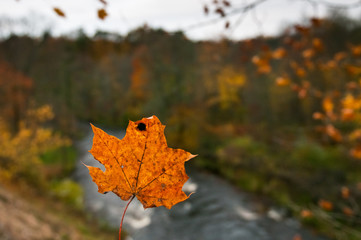 Maple leaf during autumn looks like that.