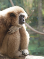 An adult male lar gibbon ape, Hylobates lar, is sitting with his legs pulled up and his head rested on his knees, in a pensive or sad pose. A monkey has black snout and brown hair