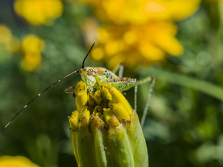 Beautiful close up shot of a grasshopper sit on a wild flower
