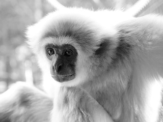 An adult male lar gibbon ape, Hylobates lar, is sitting with his knees up and looking very steadily. A monkey has big dark expressive eyes, aged-looking snout and attractive white hair
