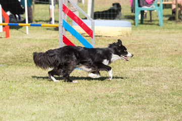 Agility border collie