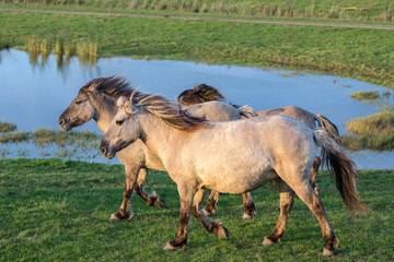 Dutch National Park Oostvaardersplassen with Konik horses passing a pool of water © Kruwt