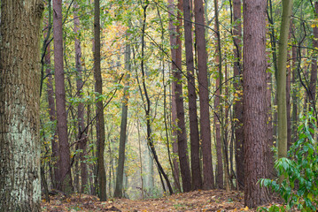 footpath in fall forest