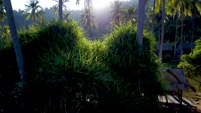 Aerial camera rises from ground up and above the palm trees revealing the mountains on Rabbit Island, Koh Tonsai, Cambodia.