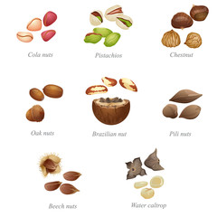 Eight named nuts and their peeled kernels. Part two / There are cola nuts, pistachios, chestnut, oak nut, Brazilian nut, pili, beech nuts and water caltrop
 - obrazy, fototapety, plakaty