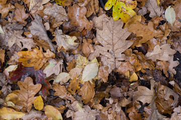 fallen fall leaves in forest