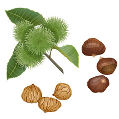 Chestnut plant, nuts and peeled kernels / Part of chestnut branch with the fruits, nuts in the shell and peeled nuts
