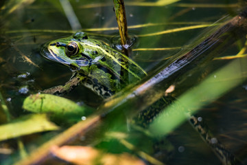 frog