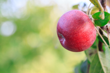 Red apple on the branch of the apple tree