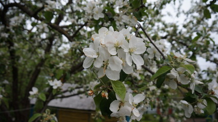 Blooming Apple tree