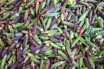 okra plant  background