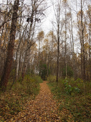 Path in the autumn forest is covered with fallen leaves