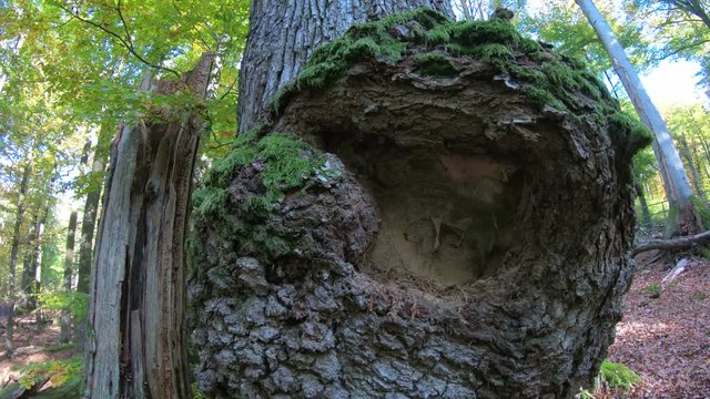 Krebswucherung an Eichenstamm, Krebs, Baumkrankheit, Eichenrinde, Baumstamm, Eiche, Quercus, Spessart, 4K