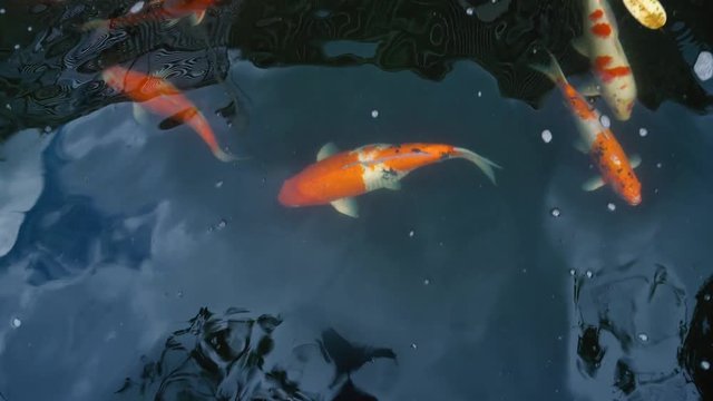 Hand feeding Koi fish,Fancy carp with Colorful in the pond swimming in 4K (UHD)