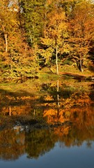 Autumn. Beautiful colorful leaves on trees in autumn time. Natural seasonal color background. Color abstract reflections on water surface.