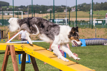 Border collie agility