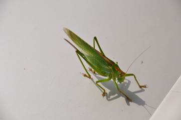 Grashüpfer
