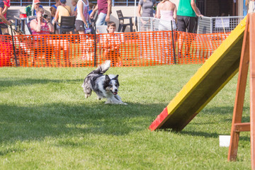 Border collie agility