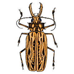 Color insects beetle bug. Colourful species in vintage old hand drawn stippling and hatching, shading style for Halloween. Engraved stipple woodcut. Vector.
