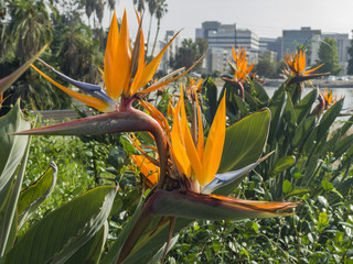 Beautiful close up shot of Strelitzia reginae