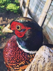 pheasant