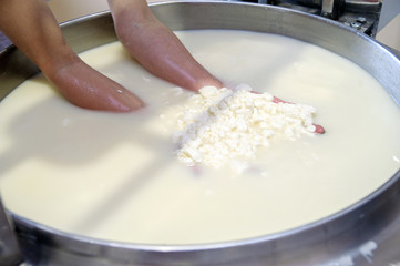 cauldron with the curdled milk brought to high temperature for the production of cheese in the dairy company