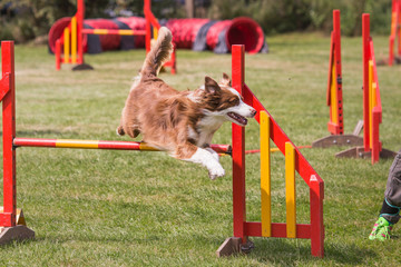 Border collie agility