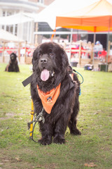 Fototapeta premium Terre neuve