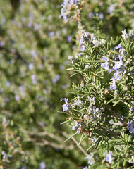 rosemary flowers in a meadow