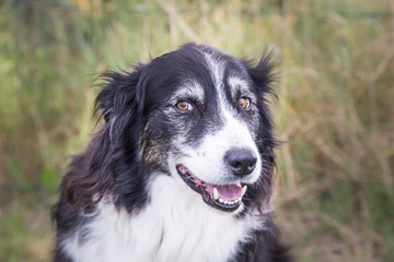 Border collie