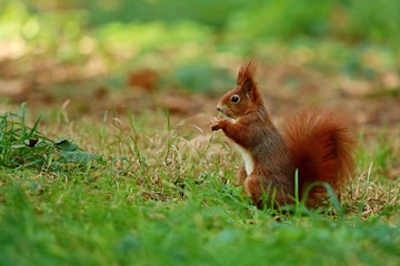 Naklejka na ściany i meble Fluffy red squirrel holding and eating a sunflower seed sitting in green grass