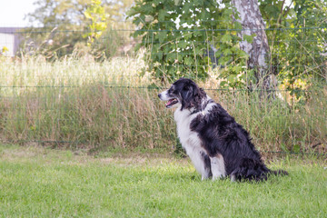Border collie