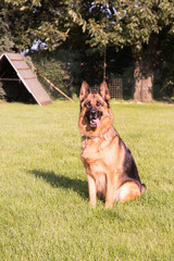 Berger allemand