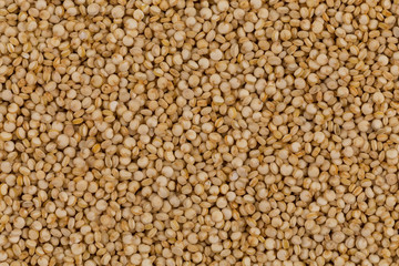 Quinoa seeds close up
