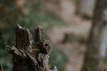 stump in the forest