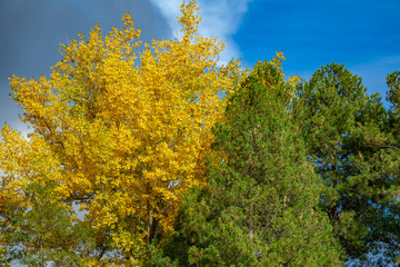 Autumn with green and yellow tree crowns over blue sky