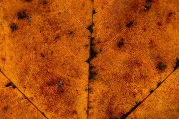 maple leaf texture