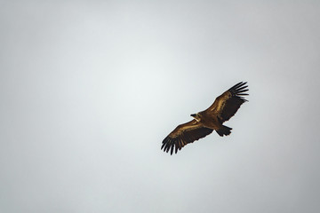 Vulture flying in the gray sky n2