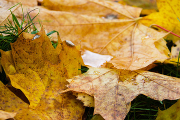 Autumn leaves with raindrops closeup