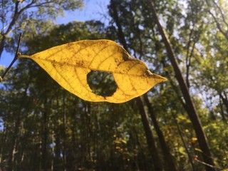 aging yellow leaf with hole