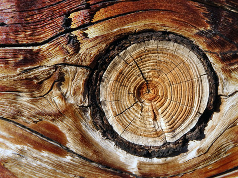 Astloch ikm Holz - knothole in the wood