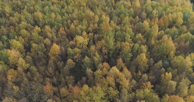 Aerial forward flight over autumn trees in forest in october