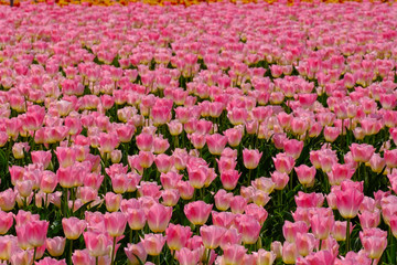 Champ de tulipes de couleur rose clair.