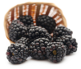 Fresh blackberries