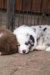 Puppy border collie