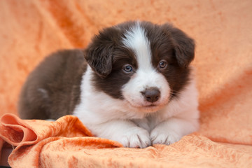 Puppy border collie