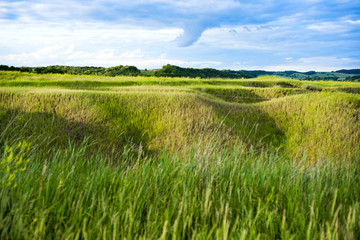 Close up of fresh thick grass with water drops in the early morning