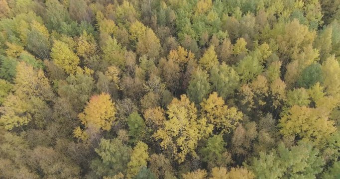 Aerial forward flight over autumn trees in forest in october